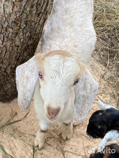 Козлики Нубокомори