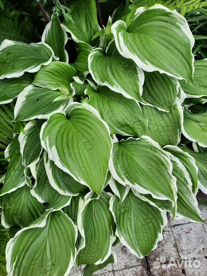 Хосты разные,примула,папоротник,ландыш,безвременни