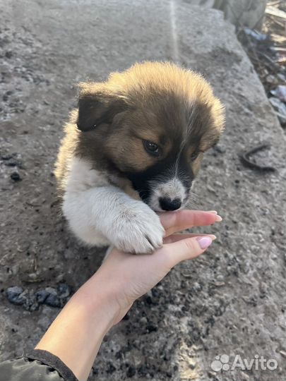 Щенки в добрые руки