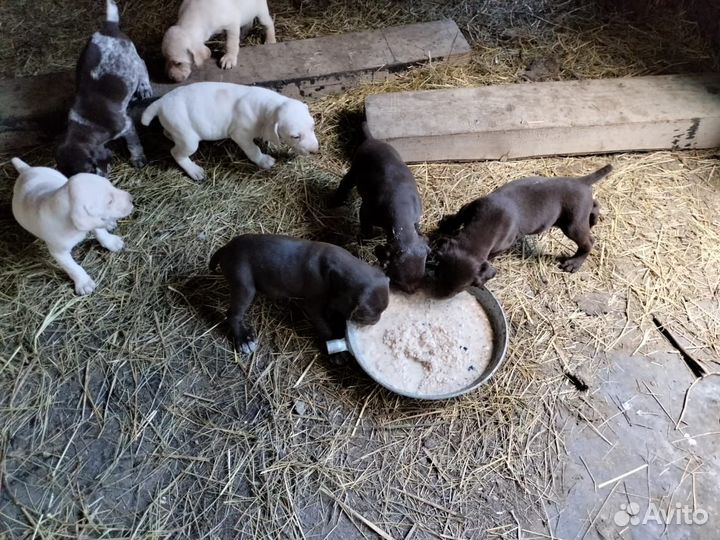 Курцхаар щенки