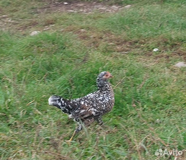 Китайские курицы