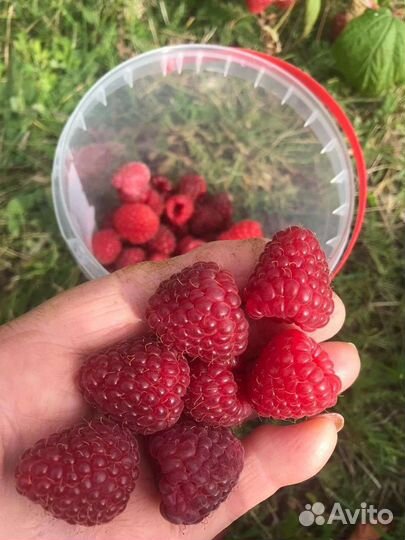 Продажа малина ягода