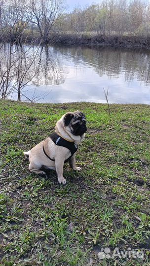 Вязка мопса мальчик