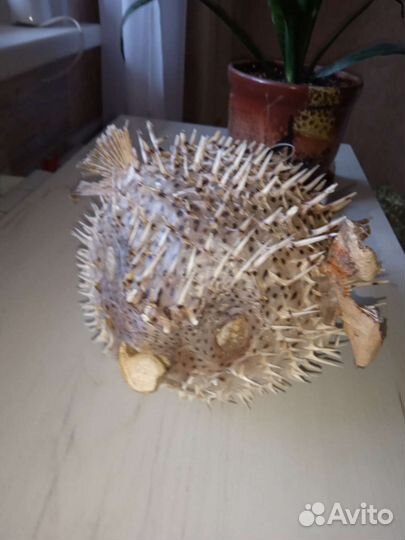 Чучело рыбы и створки большой ракушки