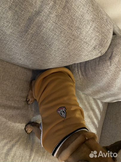 Жакет для собак