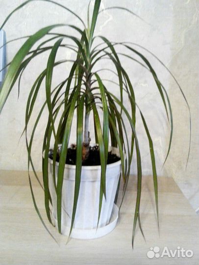 Драцена, сансевиерия