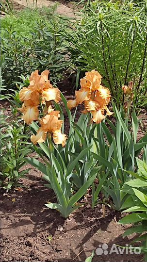 Ирисы бородатые