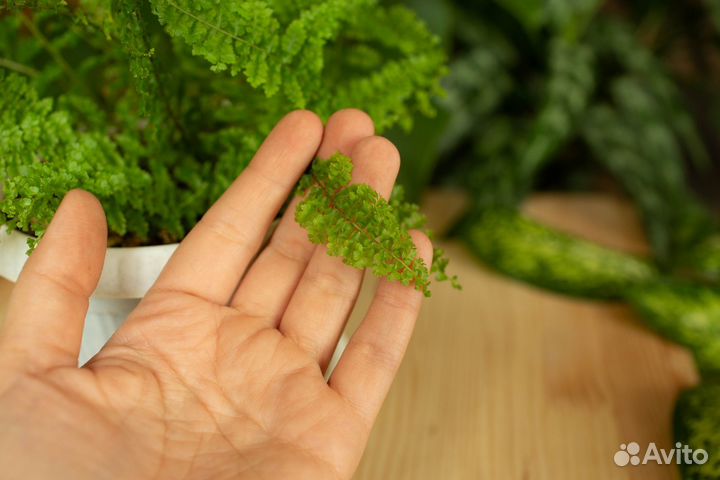 Орбифолия, папоротники, кротоны и пр