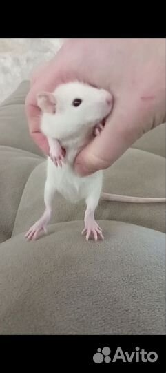 Декоративные крысята