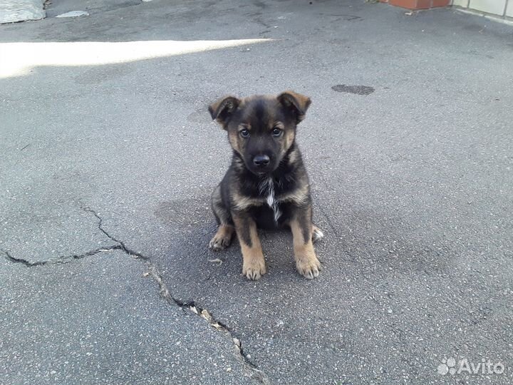 Отдам щенка