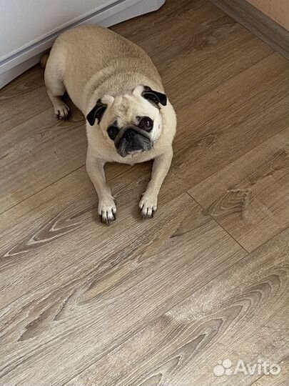 Мопс в добрые руки