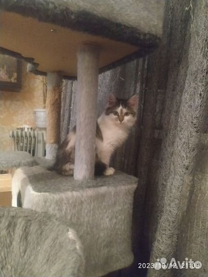 Кошечка в добрые руки