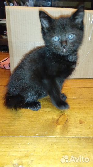 Отдадим котят в добрые руки