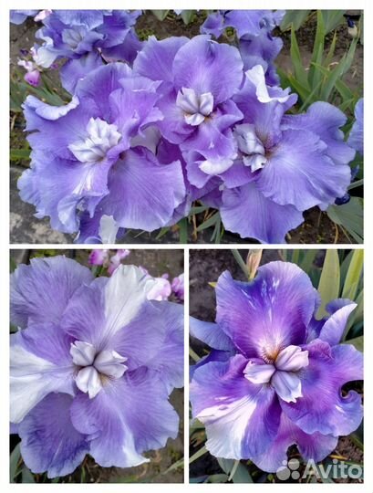 Ирисы шестифолые