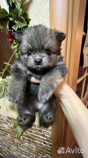 Щенки померанского шпица