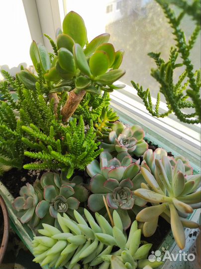 Флорариум суккуленты