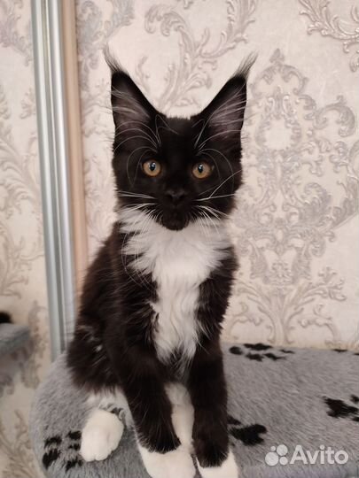 Котята мейн-кун