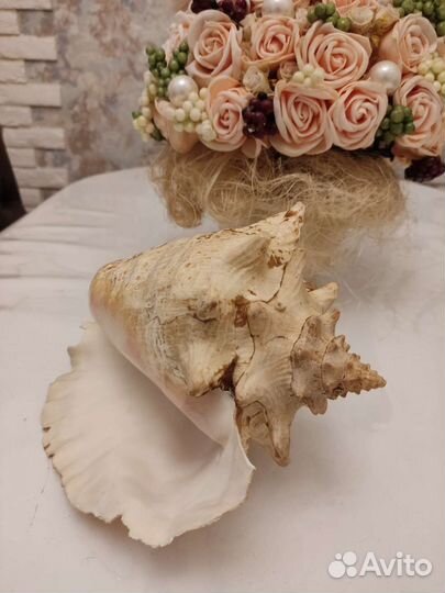 Ракушка морская большая из Кубы