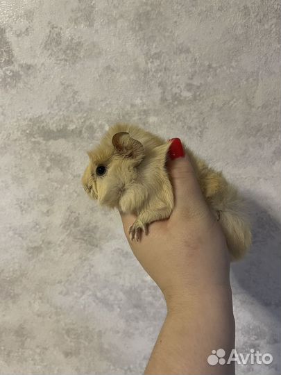 Морские свинки