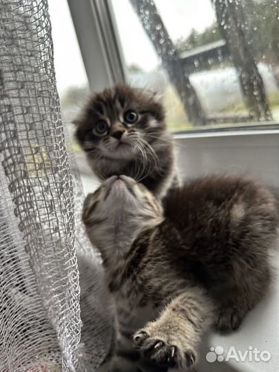 Котята