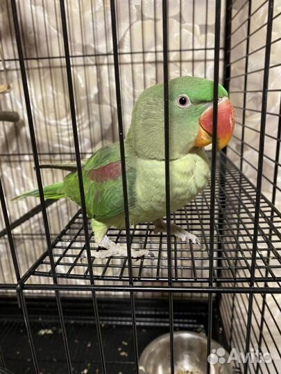 Александрийский попугай