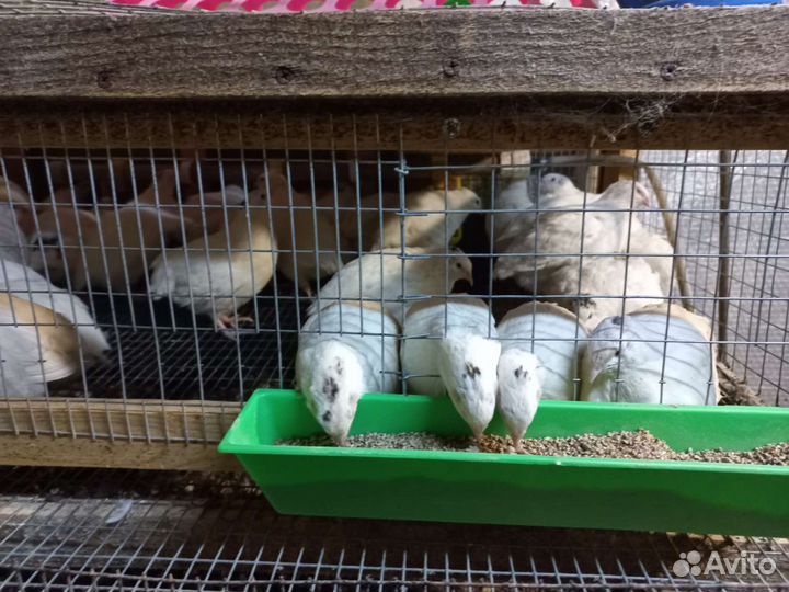 Перепела инкубационное яйцо,перепелята