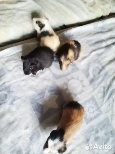 Морские свинки