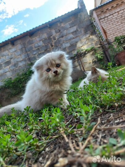 Отдам котят в добрые руки