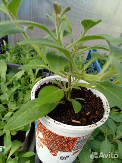 Рассада петуньи