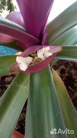 Комнатный цветок Рео