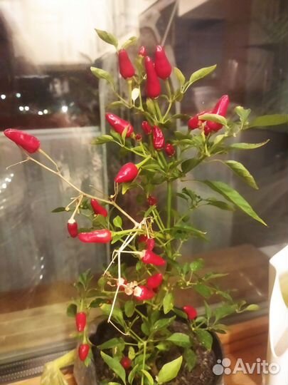 Комнатные растения, перец жгучий Дракоша