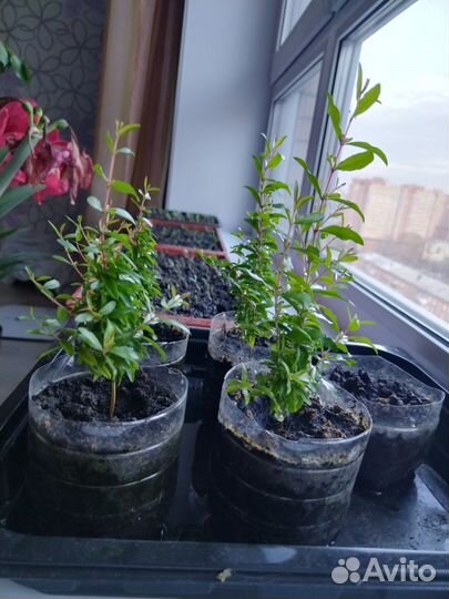 Комнатные цветы