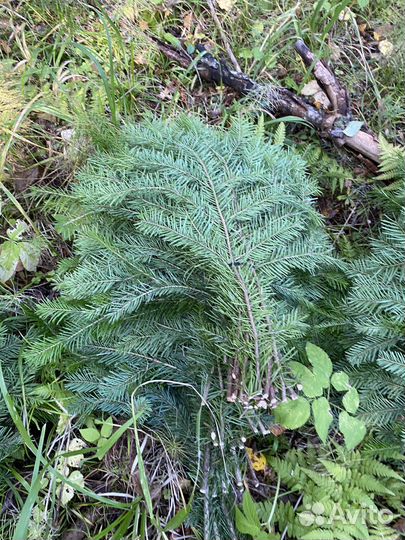 Пихтовые веники для бани и спа
