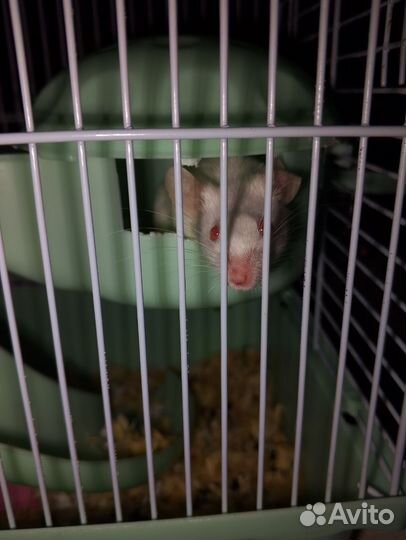 Декоративные мышка мальчик