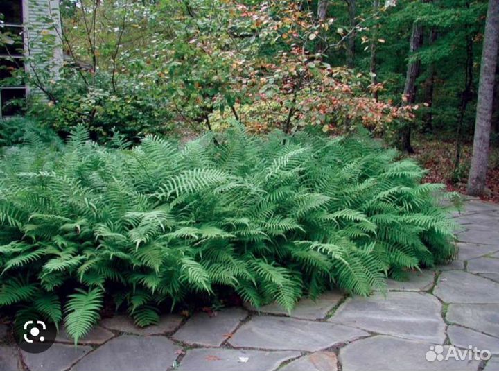 Папоротник