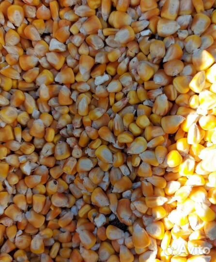 Кормовой горох, Ячмень яровой корма