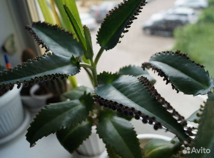 Каланхоэ лечебное