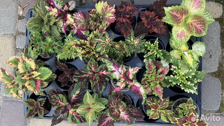 Огромный выбор колеусов