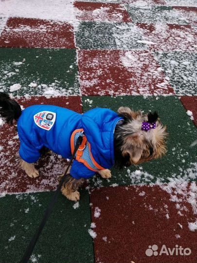 Продам комбинезон на собаку мелких пород