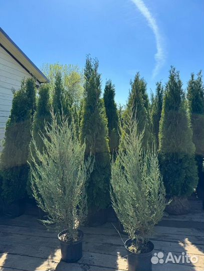 Можжевельник Блю Эрроу