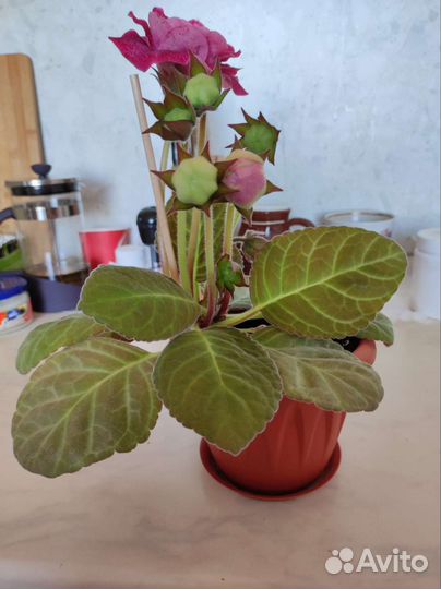 Глоксинии цветущие