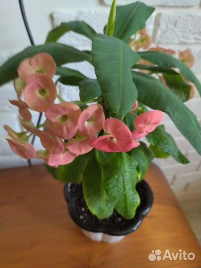 Комнатные цветы Молочай розовый