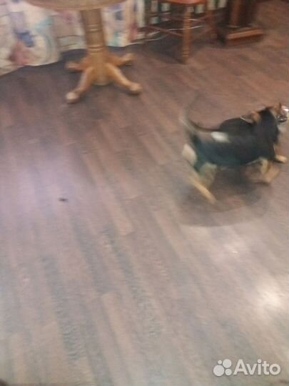 Собака в добрые руки отдам бесплатно