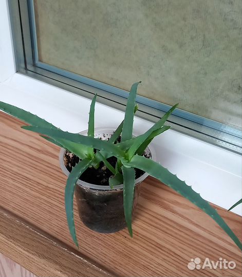 Алоэ полгода