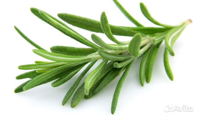 Розмарин саженцы