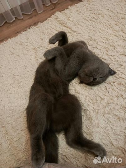 Вязка британских кошек