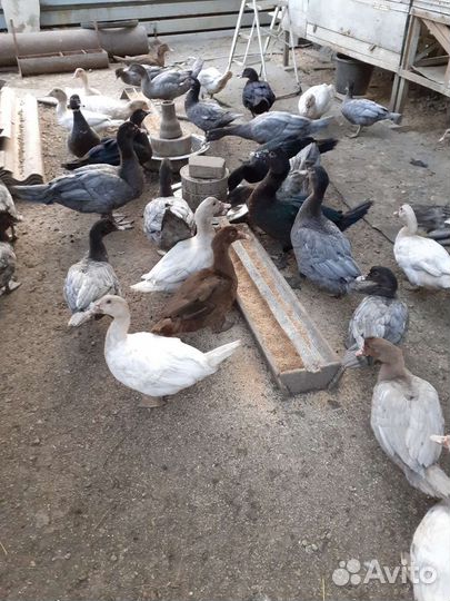 Мускусные утята индоутки