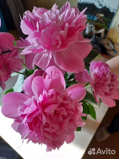 Многолетники-Папоротник Очиток Можжевельник