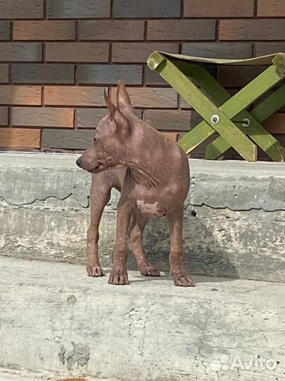 Американский голый терьер щенки