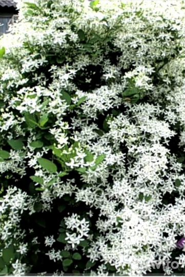 Клематис прямостоячий